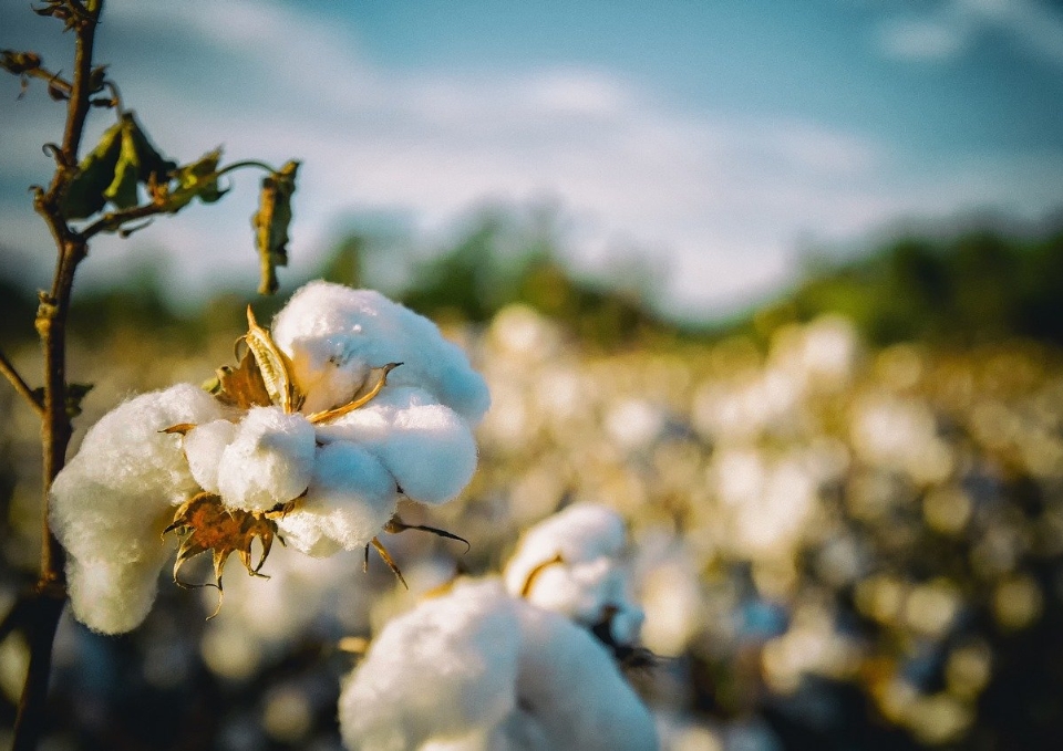 Cotton